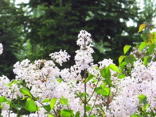 IMG_0453.jpg