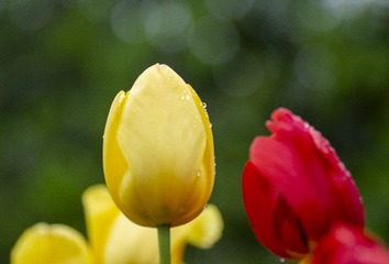 515