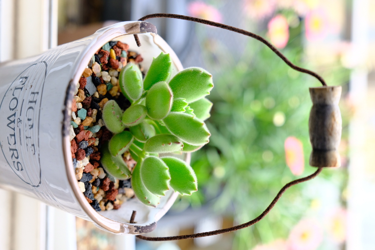 熊童子 - 猪什么熊 - 图虫网 - 优质摄影师交流社区