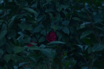 B0E09465-3A62-4263-8450-DFE03079BD07/L0/001