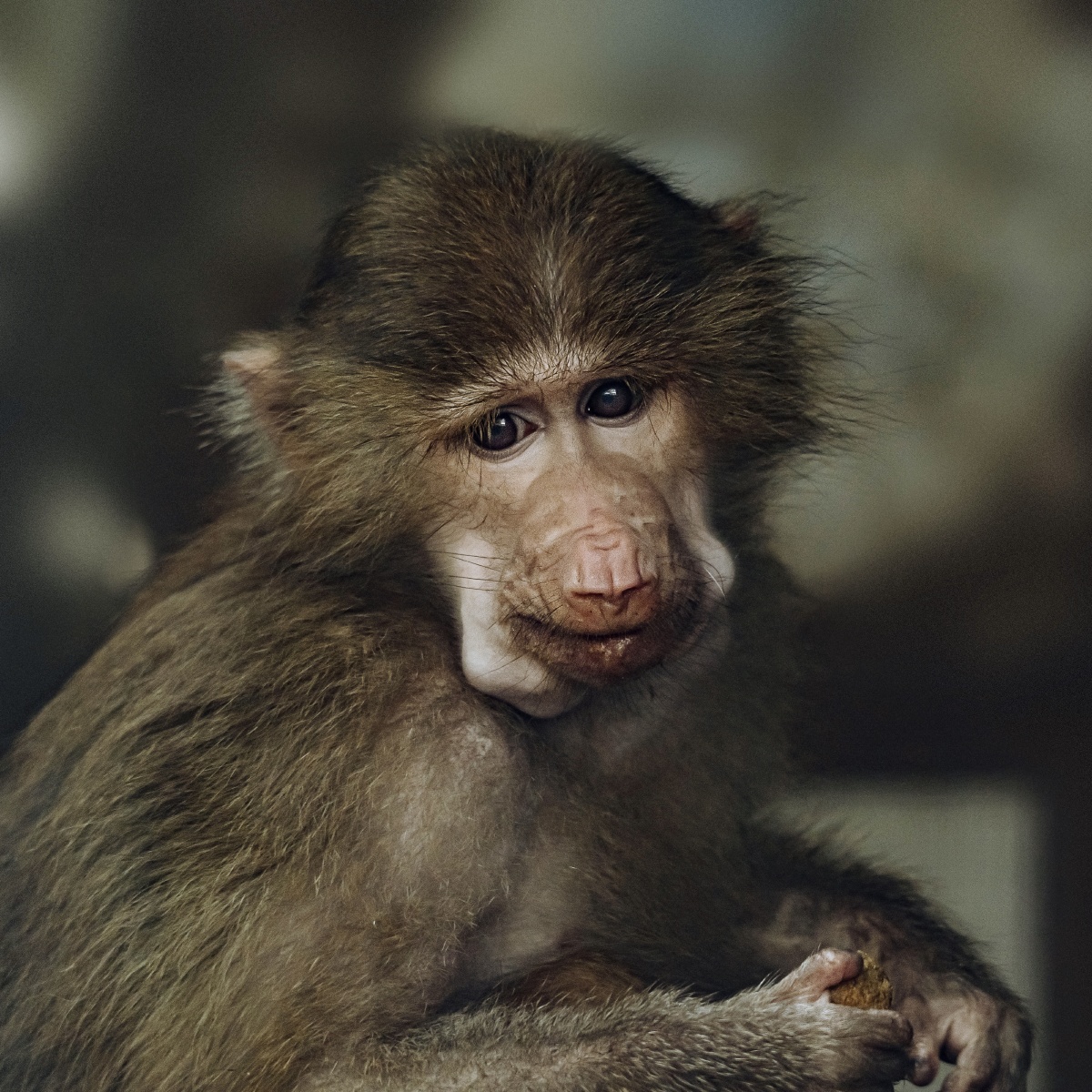 动物园肖像系列