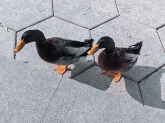 212276