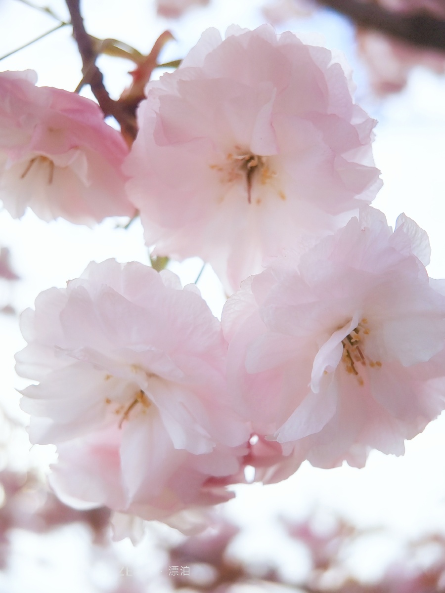 900_1200竖版 竖屏