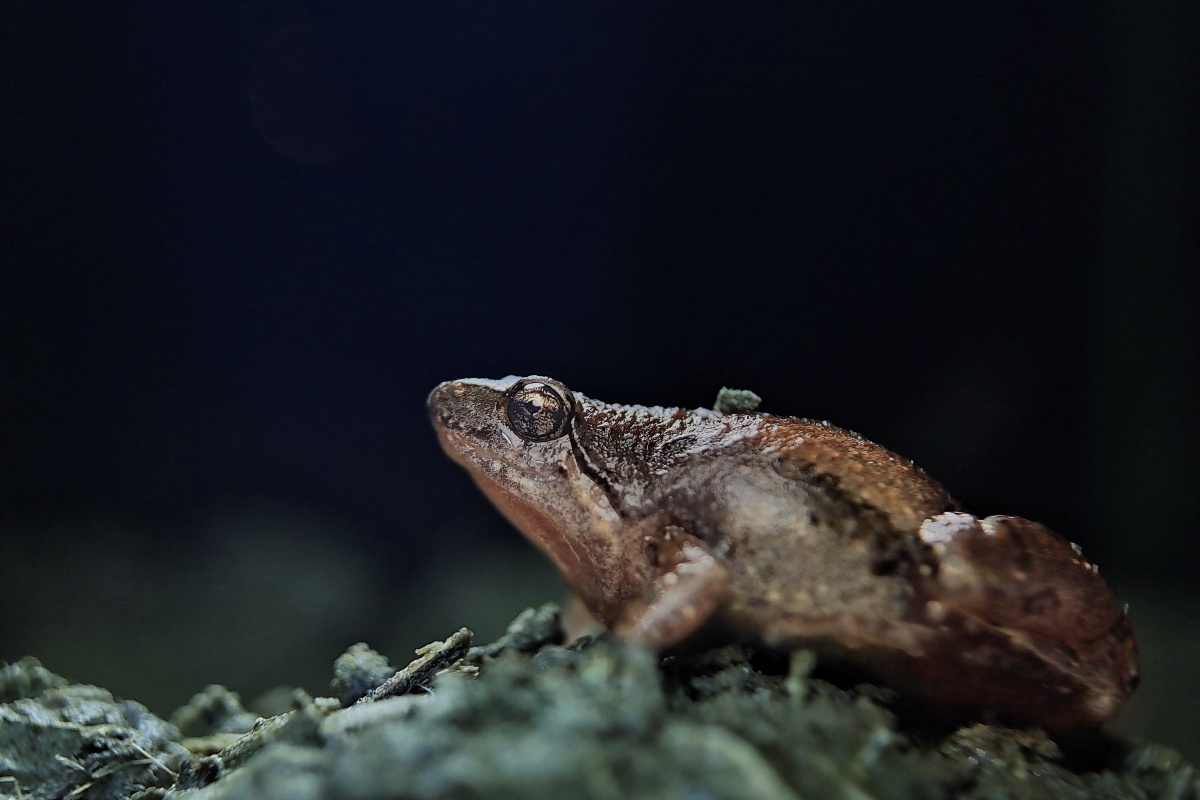 纹饰姬蛙 - 漂氵白 - 图虫