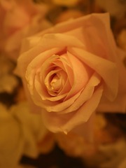 2C34F1FE-75C6-430D-8532-F2F4D231A384/L0/001