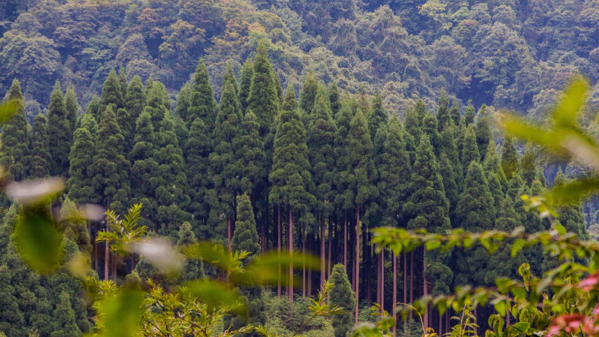 鞍子河自然保护区