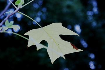 DSC03604_副本