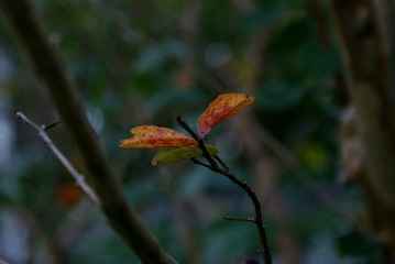 DSC03403_副本