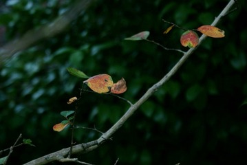 DSC03402_副本