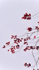 1001305147