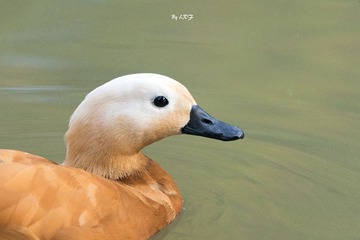 250865