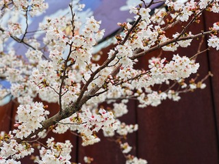 981732ED-3D5B-47DE-A825-C1E100F64403/L0/001