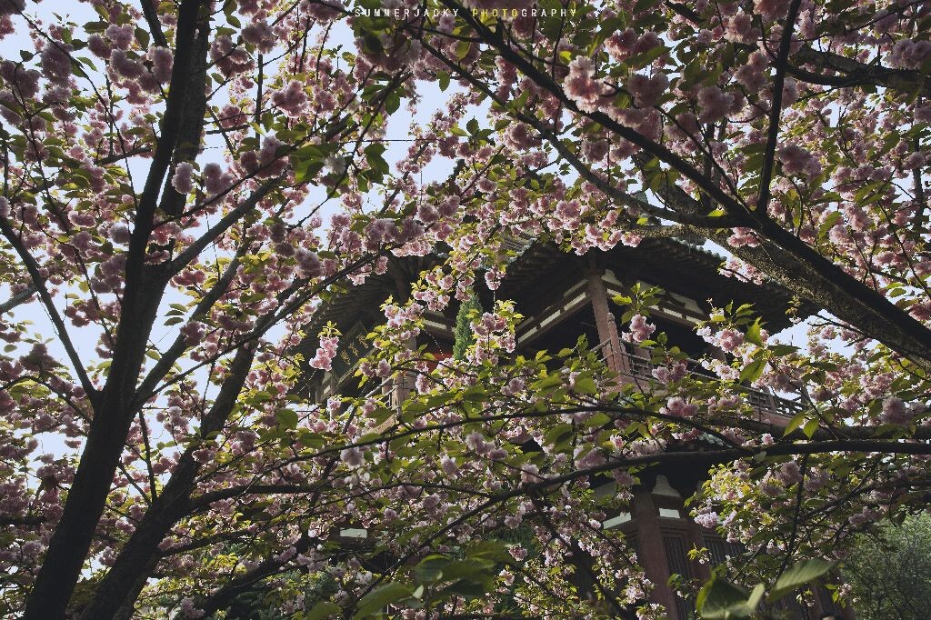 青龙寺<br />

