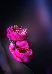 9C0620A2-2553-4F2C-B3E9-3BD5565F7636/L0/001