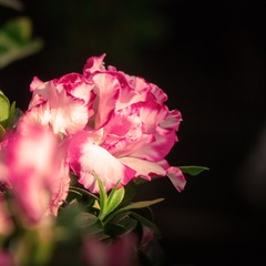 FCEAA734-E2CC-4874-86F7-854ECD067493/L0/001