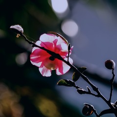 A419433F-D7B0-4745-8C2D-F45441E23702/L0/001