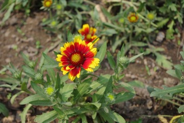 IMGP0123.JPG