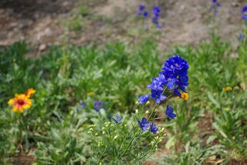IMGP0124.JPG