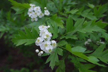 IMGP0158.JPG