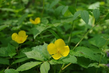 IMGP0224.JPG
