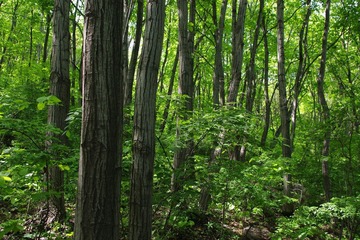 IMGP0223.JPG