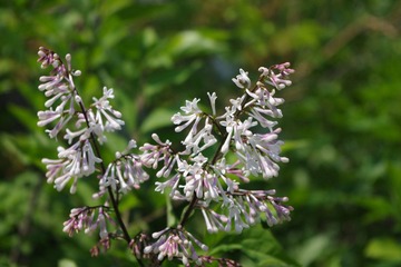 IMGP5153.JPG