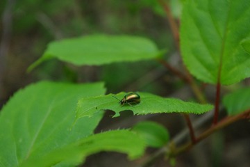 IMGP0230.JPG