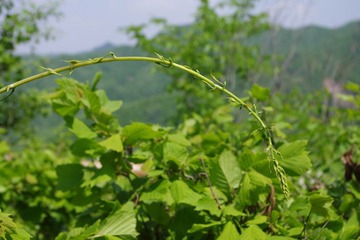 IMGP0298.JPG