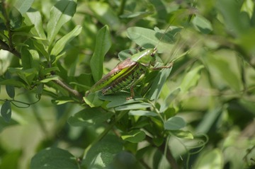 _IGP6370.JPG