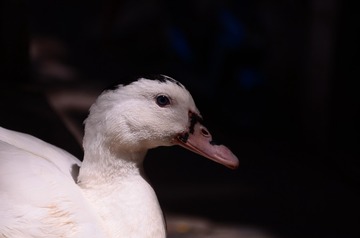 63309