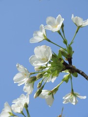 466CEA70-0738-44D1-B054-86B8E1584755/L0/001