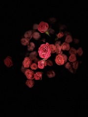 01E70174-30C1-4807-8560-8D53EC7A61C5/L0/001