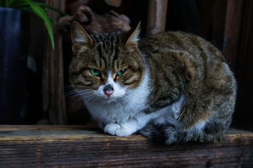 DSC01182.jpg