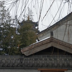 2462667