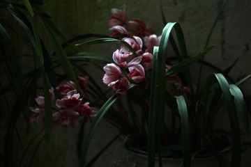 IMG_9185.JPG