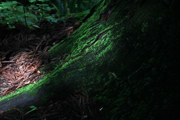 IMG_9045.JPG