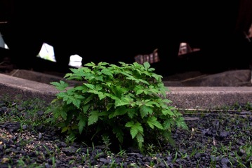 P1090729.jpg