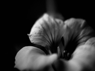 P1060741.jpg
