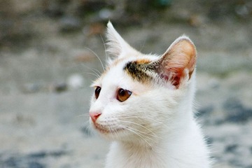 20120723-DSC_2667.jpg