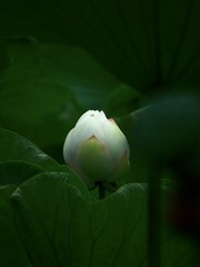 A9CCCB6E-01CA-46D4-9BF5-56DE34D0291D/L0/001