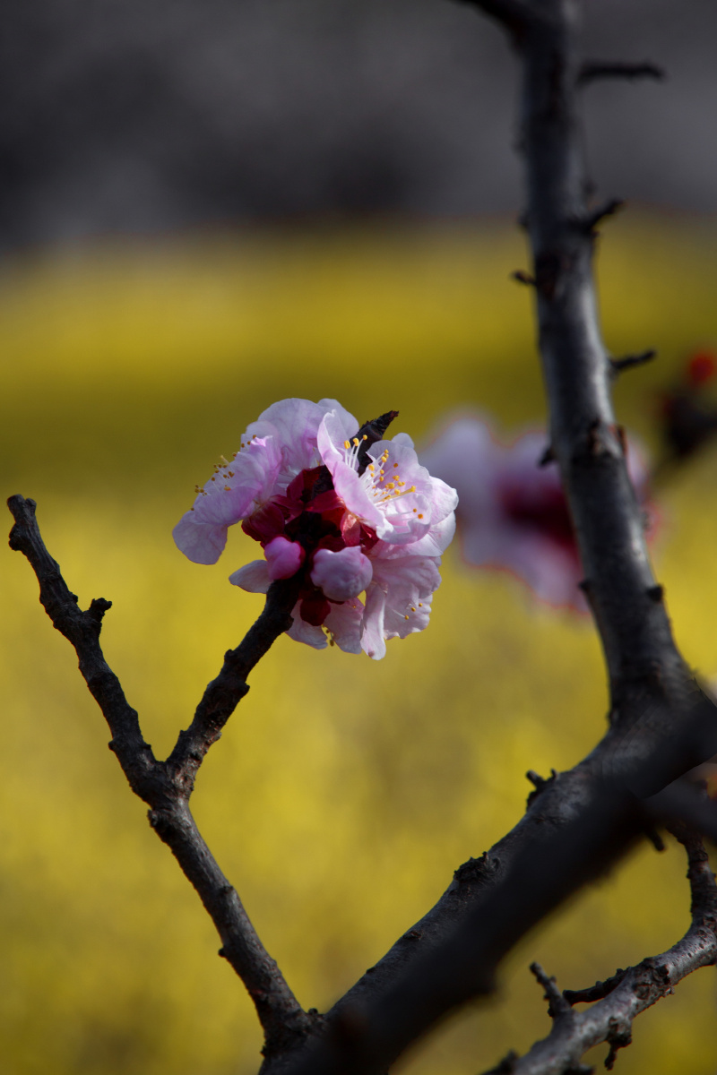杏花色彩淡雅气味甜香以平淡的姿态展示着春天的魅力