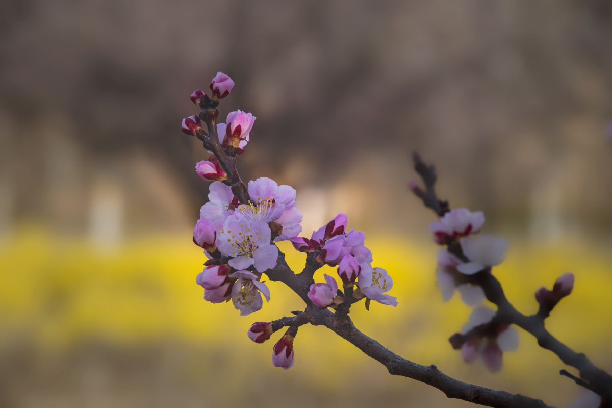 杏花色彩淡雅气味甜香以平淡的姿态展示着春天的魅力