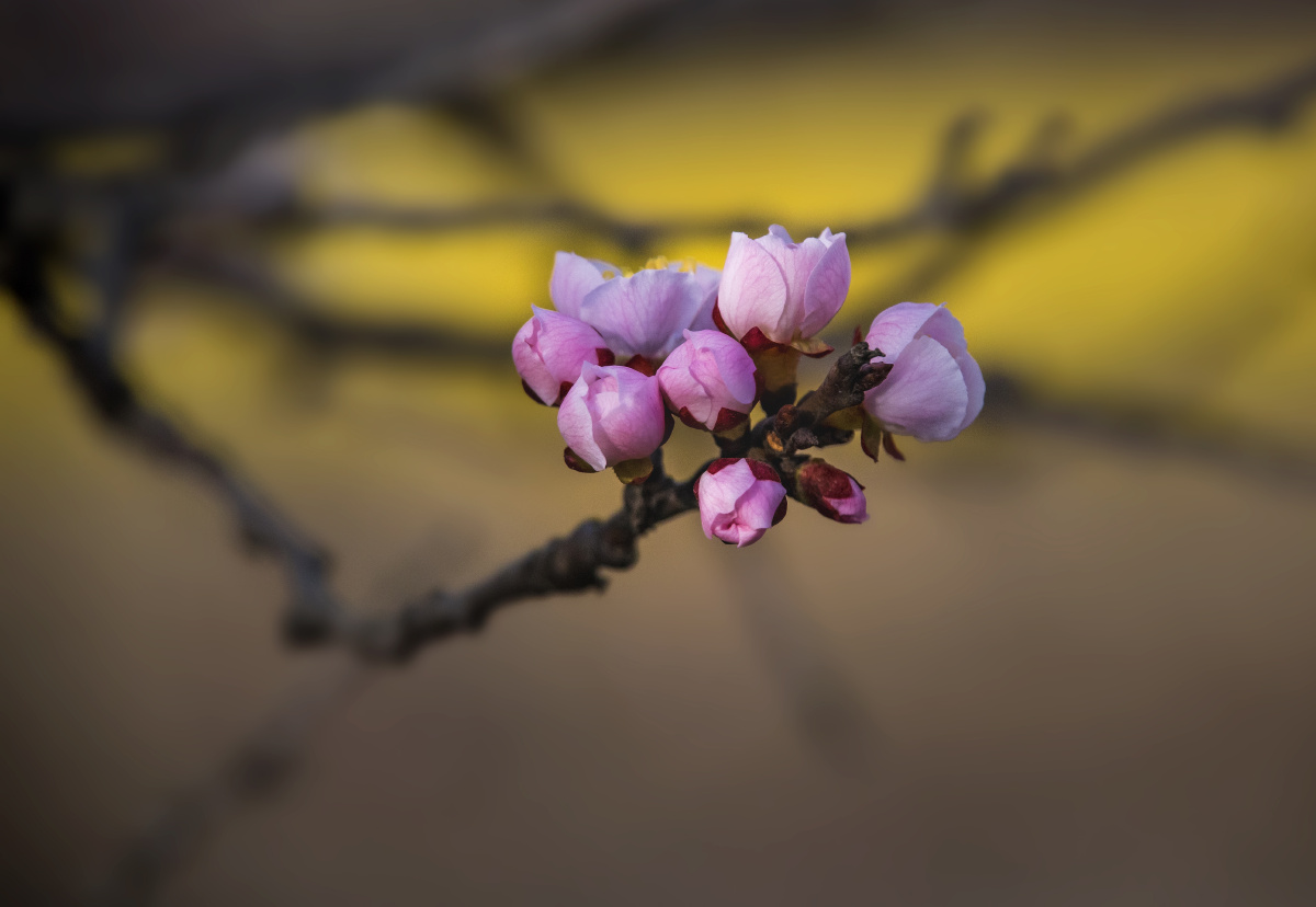 杏花色彩淡雅气味甜香以平淡的姿态展示着春天的魅力