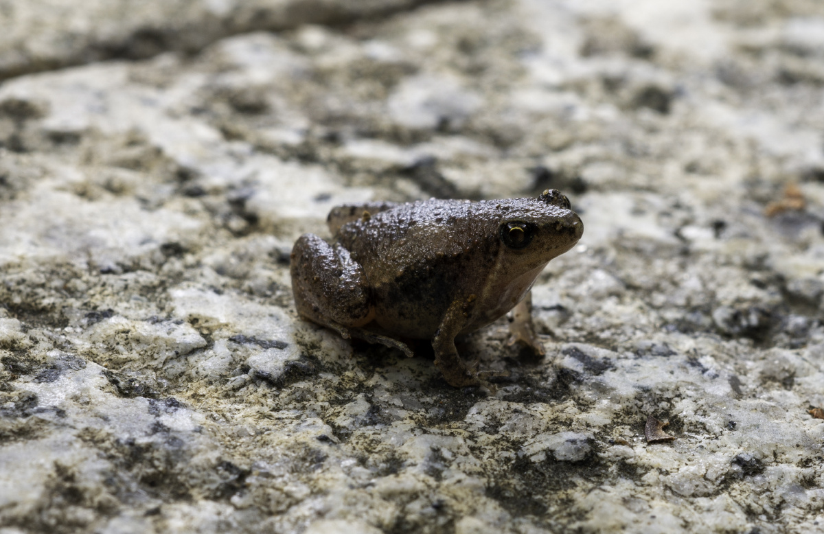 7-8毫米的姬蛙,无尾目姬蛙科的1属.分布广泛,数量是两栖动物中最多的.