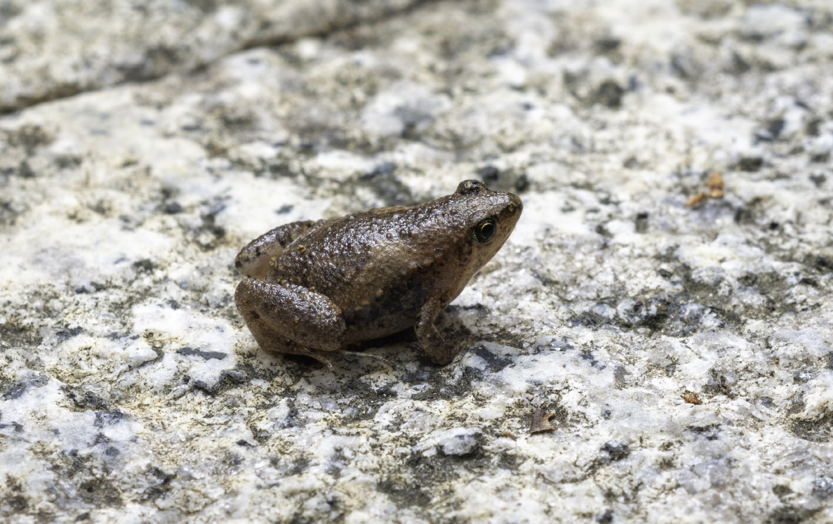 78毫米的姬蛙无尾目姬蛙科的1属分布广泛数量是两栖动物中最多的