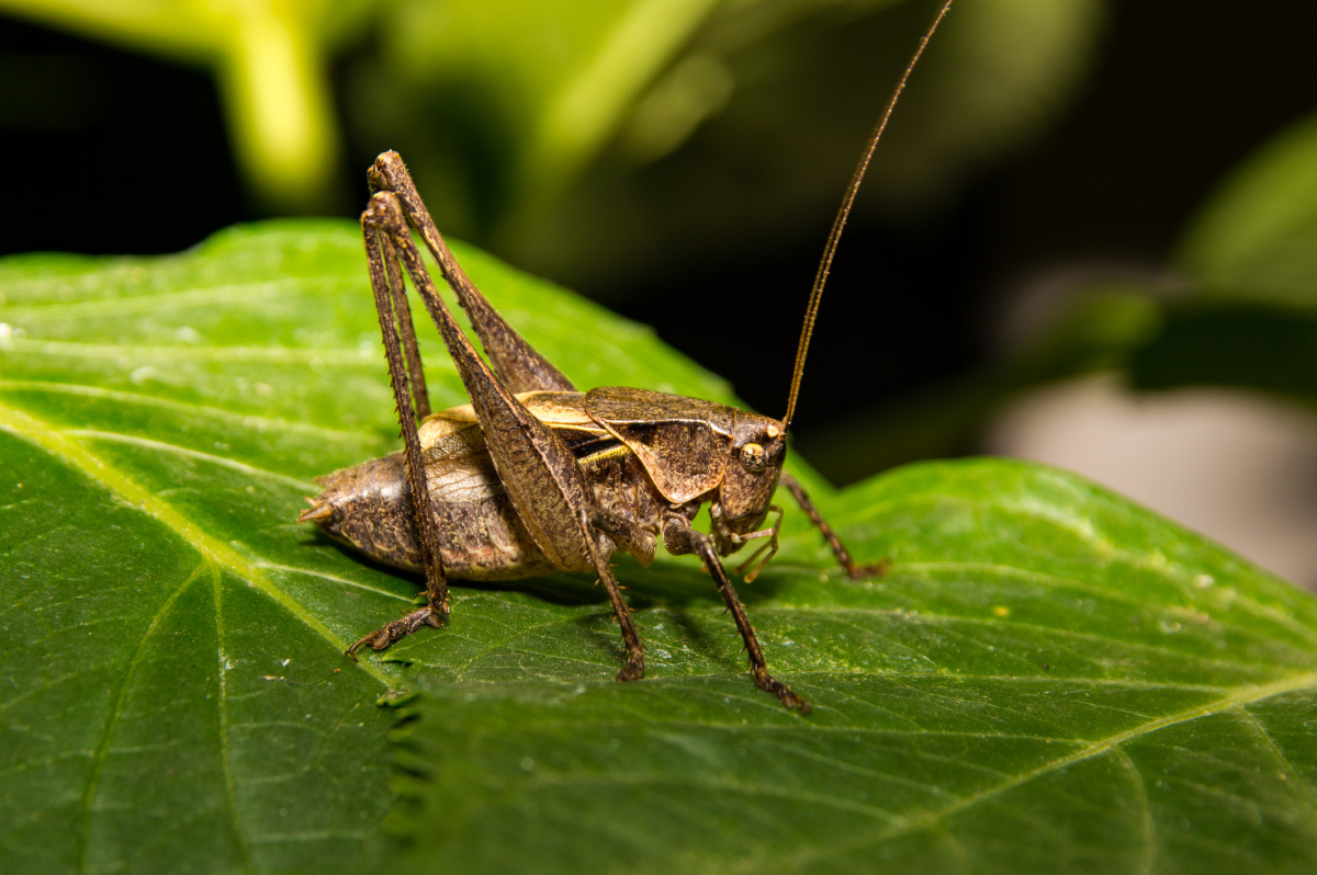 蝈蝈- sugar江南 - 图虫