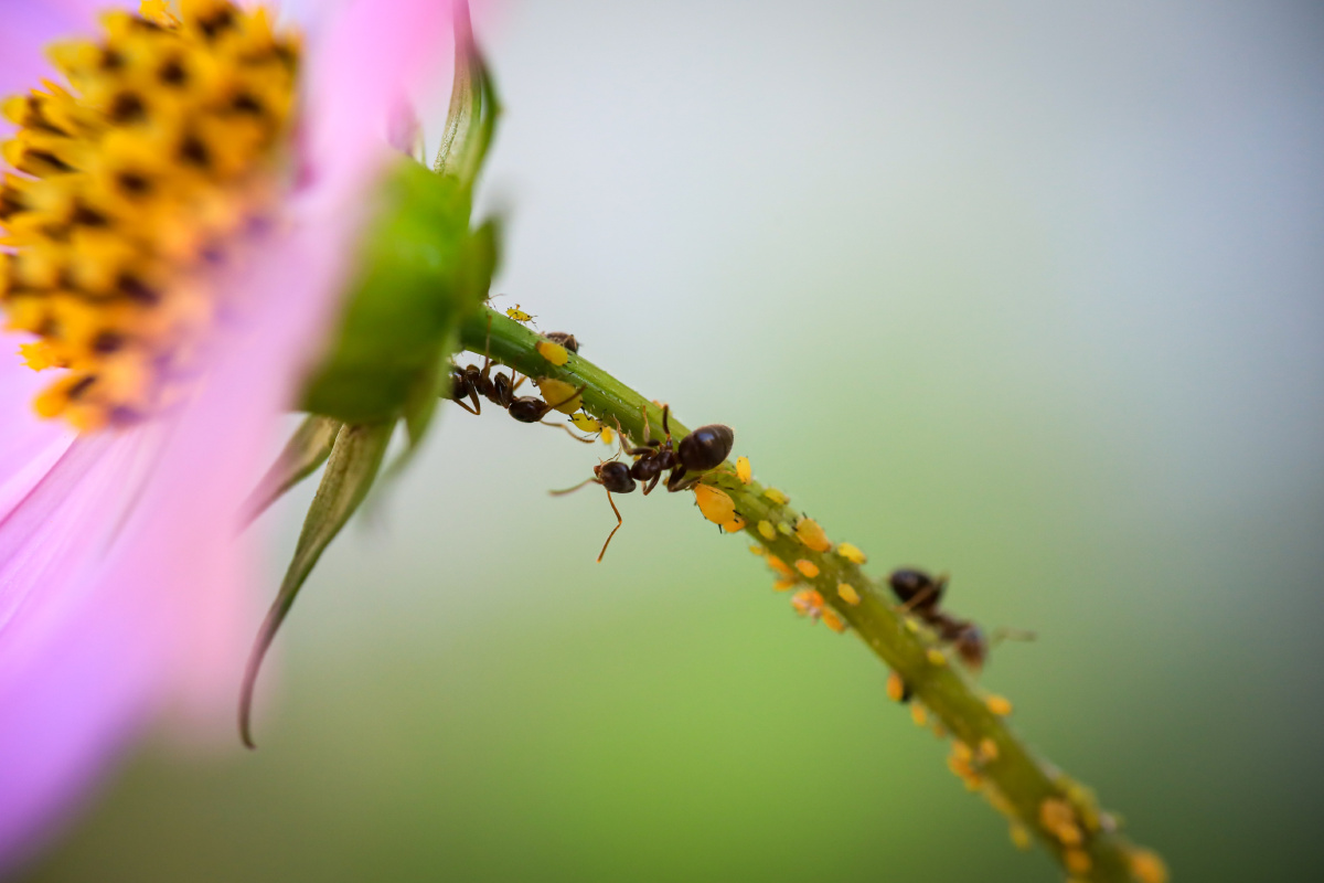 微距镜头下辛勤劳作的小蚂蚁