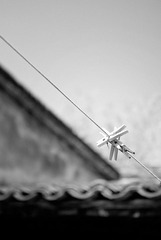 _DSC0366