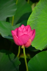 DSC_0870_副本.jpg