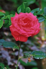6B1B0057-F117-41EE-84CC-B1E961BCFEB2/L0/001